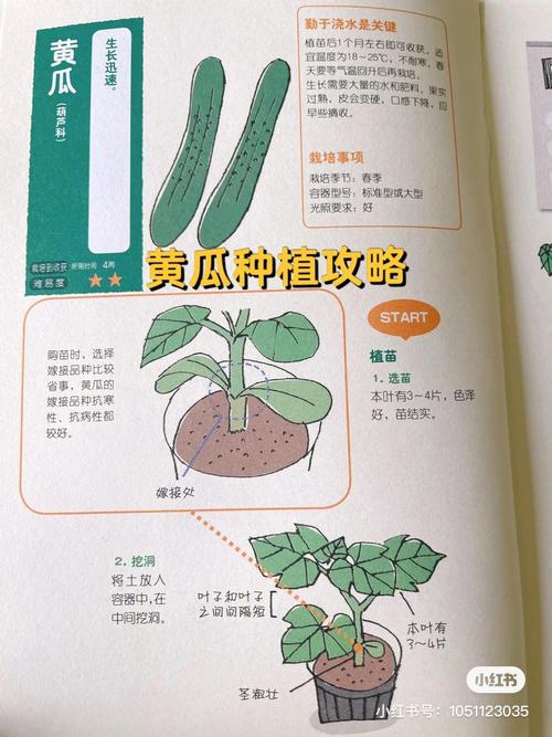 黄瓜的种植方法的相关图片