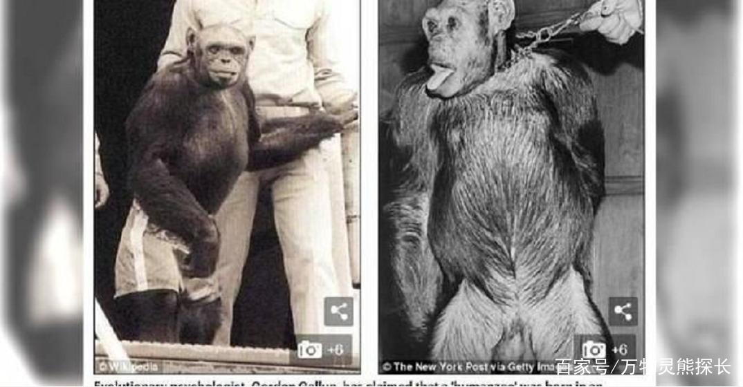 黑猩猩会变成人吗的相关图片